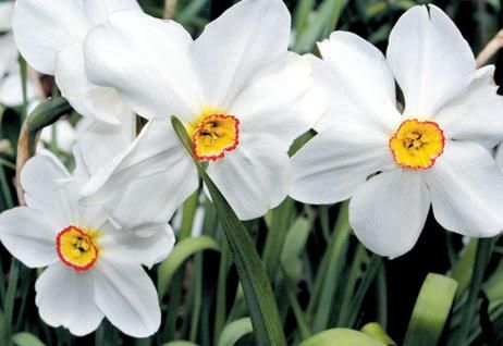 Лариса Петровская - Луковичные цветы: выбираем, выращиваем, наслаждаемся