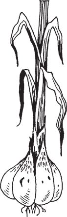 Сергей Кашин - Защита от болезней и вредителей сада и огорода. Эффективная...