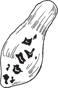 Сергей Кашин - Защита от болезней и вредителей сада и огорода. Эффективная...