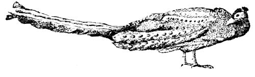 Джон Мак-Киннон - По следам рыжей обезьяны