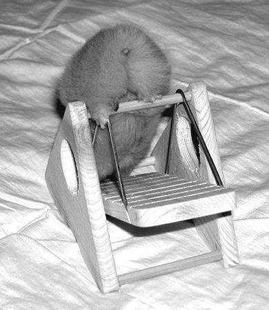 Дарья Нестерова - Хомячки