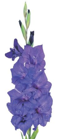 Лариса Петровская - Луковичные цветы: выбираем, выращиваем, наслаждаемся