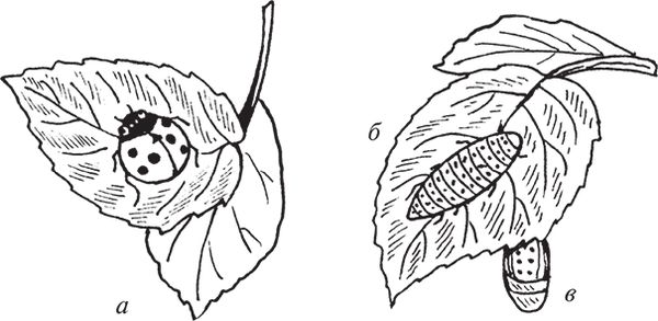 Сергей Кашин - Защита от болезней и вредителей сада и огорода. Эффективная...