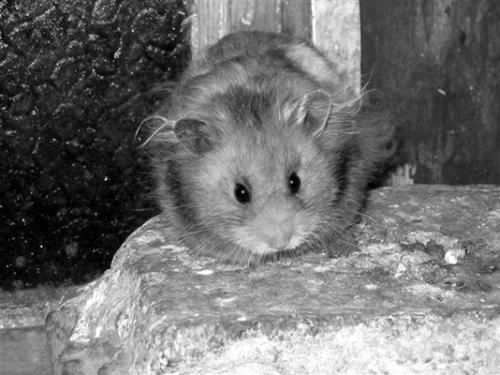 Дарья Нестерова - Хомячки