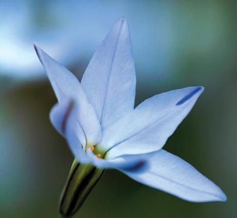 Лариса Петровская - Луковичные цветы: выбираем, выращиваем, наслаждаемся
