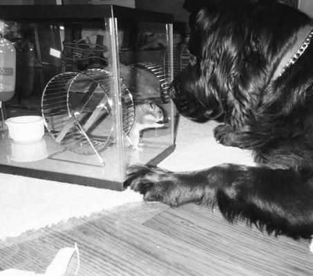 Дарья Нестерова - Хомячки