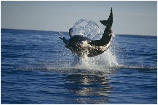 Владимир Коркош - Этот загадочный подводный мир