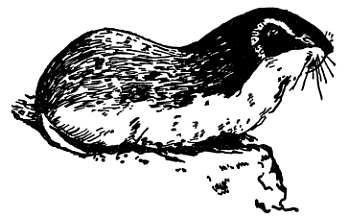 Рени Шовен - От пчелы до гориллы