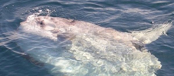 Владимир Коркош - Этот загадочный подводный мир