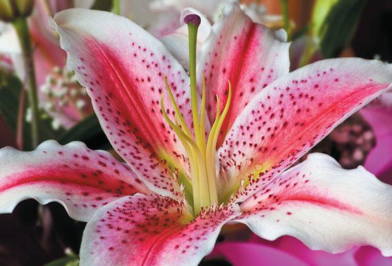 Лариса Петровская - Луковичные цветы: выбираем, выращиваем, наслаждаемся