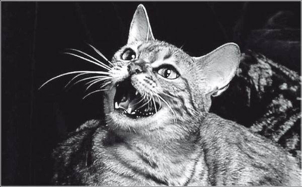 С. Каплун - Физика