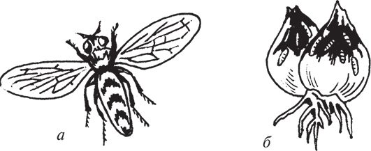 Сергей Кашин - Защита от болезней и вредителей сада и огорода. Эффективная...