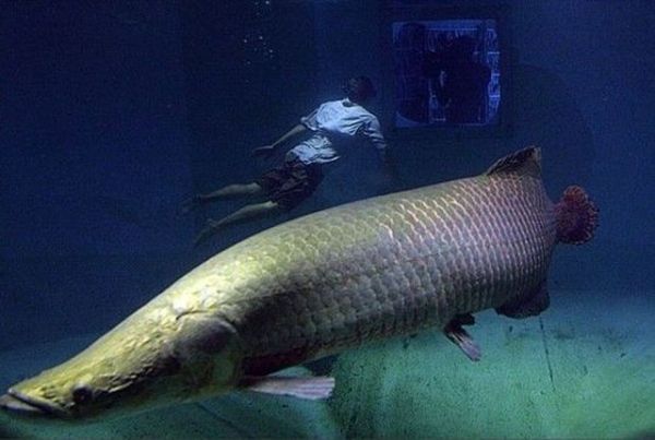 Владимир Коркош - Этот загадочный подводный мир