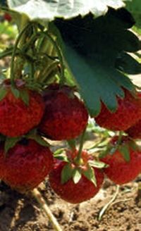 Владимир Щекин - Земляника на вашем участке