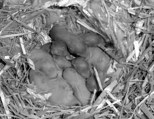 Дарья Нестерова - Хомячки