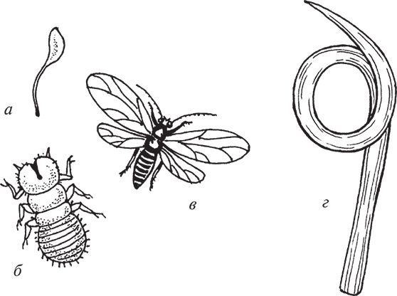 Сергей Кашин - Защита от болезней и вредителей сада и огорода. Эффективная...