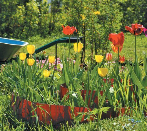 Лариса Петровская - Луковичные цветы: выбираем, выращиваем, наслаждаемся