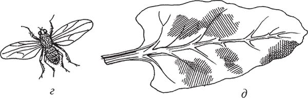 Сергей Кашин - Защита от болезней и вредителей сада и огорода. Эффективная...