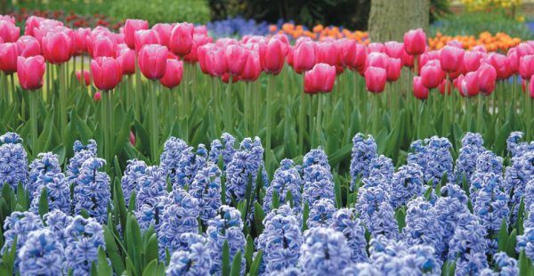 Лариса Петровская - Луковичные цветы: выбираем, выращиваем, наслаждаемся