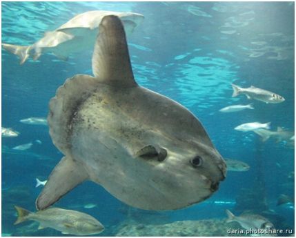 Владимир Коркош - Этот загадочный подводный мир