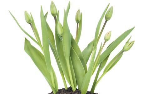 Лариса Петровская - Луковичные цветы: выбираем, выращиваем, наслаждаемся