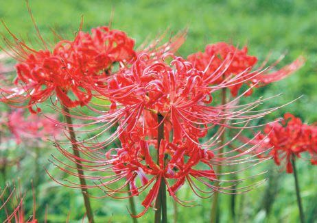 Лариса Петровская - Луковичные цветы: выбираем, выращиваем, наслаждаемся