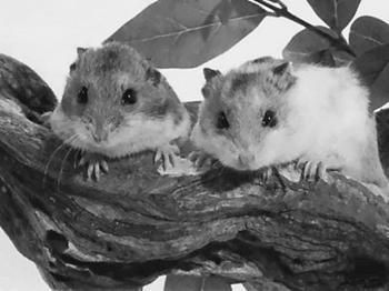 Дарья Нестерова - Хомячки