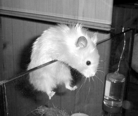 Дарья Нестерова - Хомячки