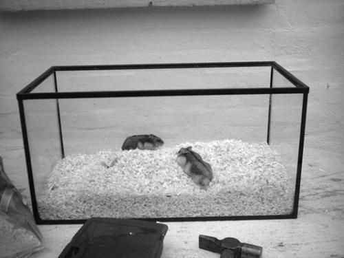 Дарья Нестерова - Хомячки