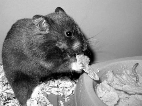 Дарья Нестерова - Хомячки