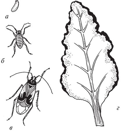 Сергей Кашин - Защита от болезней и вредителей сада и огорода. Эффективная...
