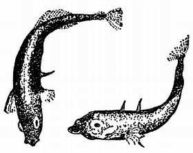 Рени Шовен - От пчелы до гориллы