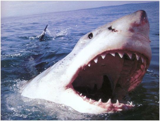 Владимир Коркош - Этот загадочный подводный мир