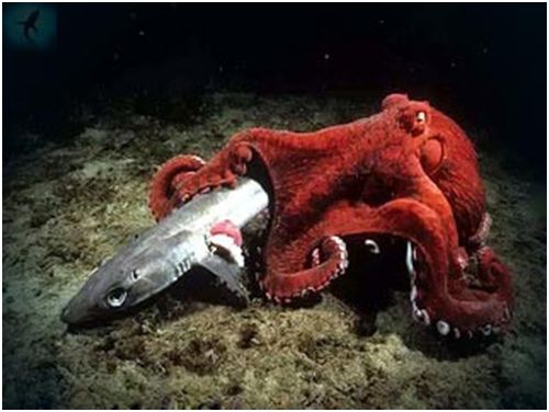 Владимир Коркош - Этот загадочный подводный мир