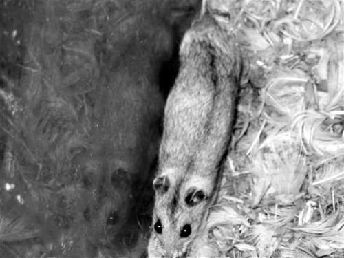 Дарья Нестерова - Хомячки