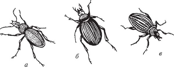 Сергей Кашин - Защита от болезней и вредителей сада и огорода. Эффективная...