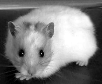 Дарья Нестерова - Хомячки