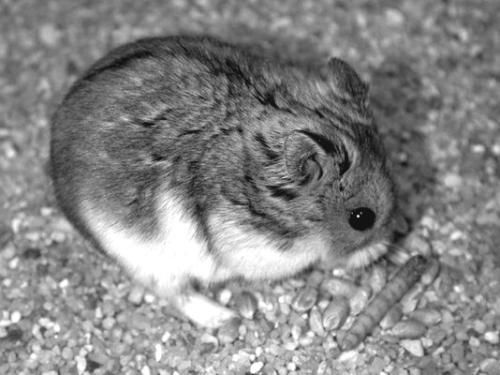 Дарья Нестерова - Хомячки