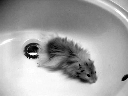 Дарья Нестерова - Хомячки