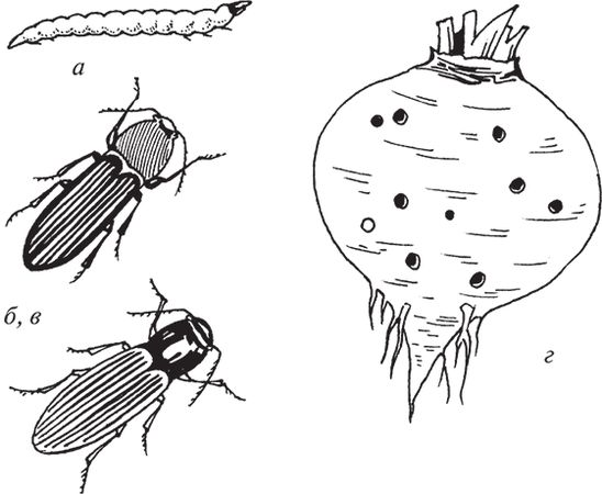 Сергей Кашин - Защита от болезней и вредителей сада и огорода. Эффективная...