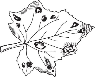 Сергей Кашин - Защита от болезней и вредителей сада и огорода. Эффективная...