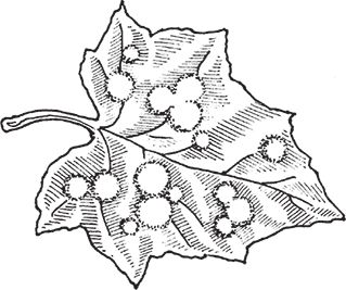 Сергей Кашин - Защита от болезней и вредителей сада и огорода. Эффективная...