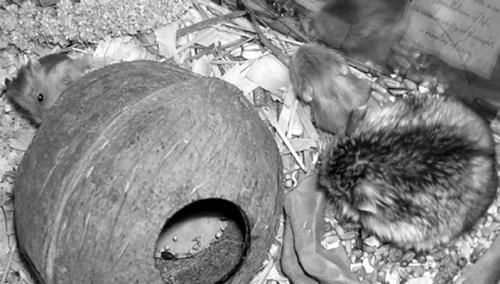 Дарья Нестерова - Хомячки