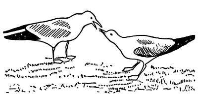 Рени Шовен - От пчелы до гориллы