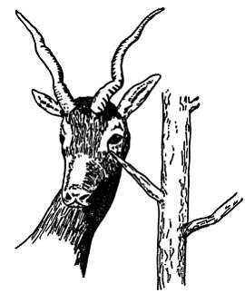 Рени Шовен - От пчелы до гориллы