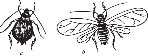 Сергей Кашин - Защита от болезней и вредителей сада и огорода. Эффективная...