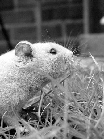 Дарья Нестерова - Хомячки