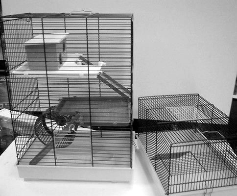 Дарья Нестерова - Хомячки