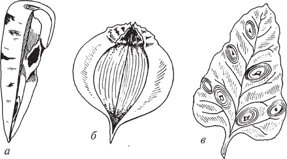 Сергей Кашин - Защита от болезней и вредителей сада и огорода. Эффективная...