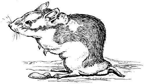 Дарья Нестерова - Хомячки